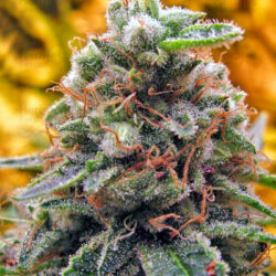 Top-69 - Advanced Seeds Autofloreciente.