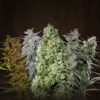 Ace Mix Femenina – Ace Seeds - Imagen 2