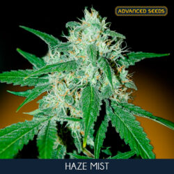 Haze Mist - Advanced Seeds