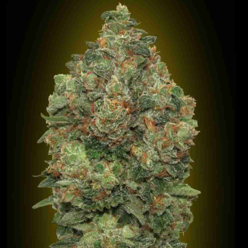 Low Girl - Advanced Seeds en Plantaypunto