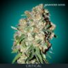Critical Advanced Seeds Semillas Feminizadas. - Imagen 2