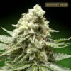 Early Widow - Advanced Seeds - Imagen 2