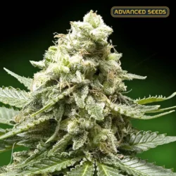 Early Widow - Advanced Seeds