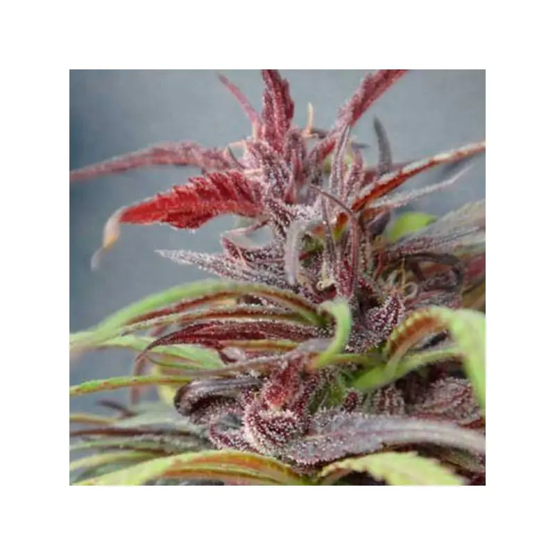 Purple Haze Regular – Ace Seeds