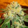MARMALATE – DELICIOUS SEEDS - Imagen 2