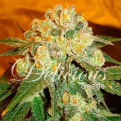 MARMALATE – DELICIOUS SEEDS