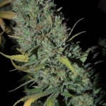 Strawberry Amnesia - Imagen 2