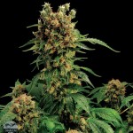 California HashPlant - Imagen 2