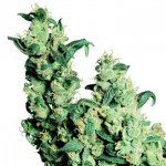 Detalle de la planta Jack Herer