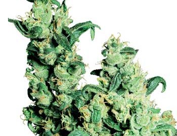 Detalle de la planta Jack Herer