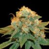 Northern Lights Semillas feminizadas - Imagen 2