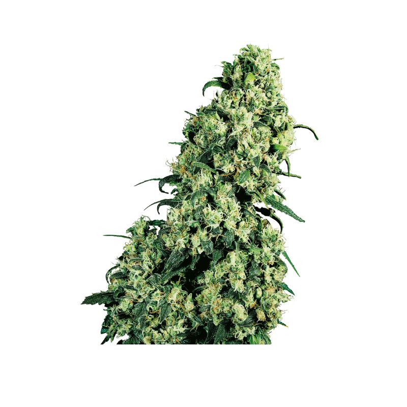 Skunk #1 semillas feminizadas