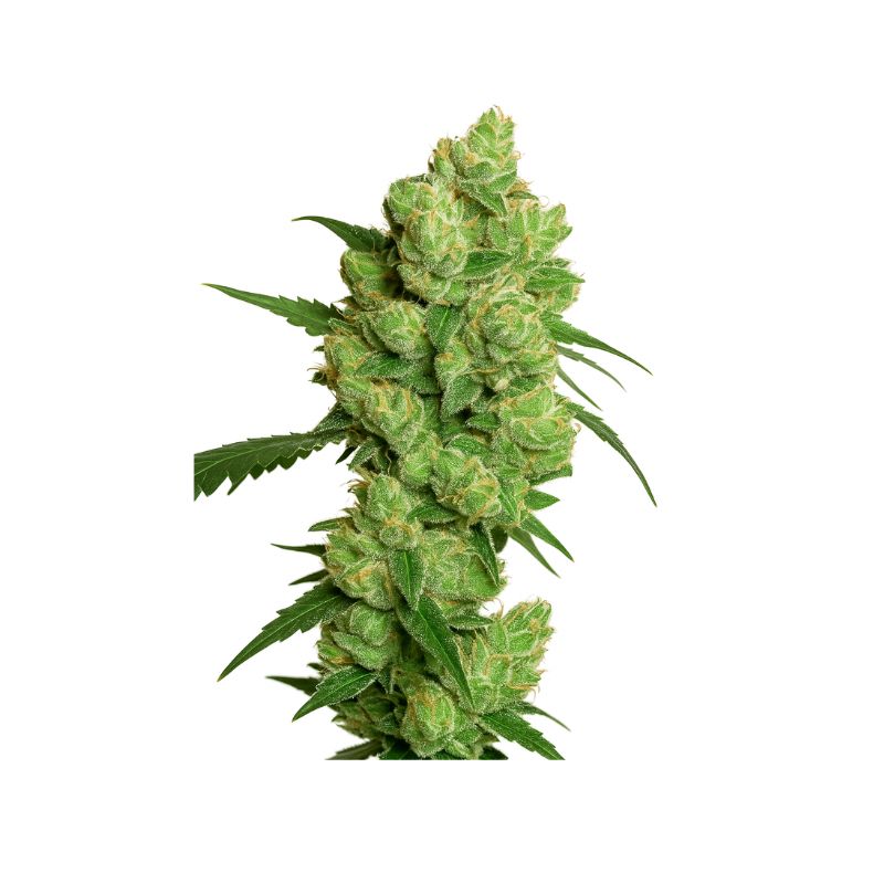 super skunk semillas feminizadas