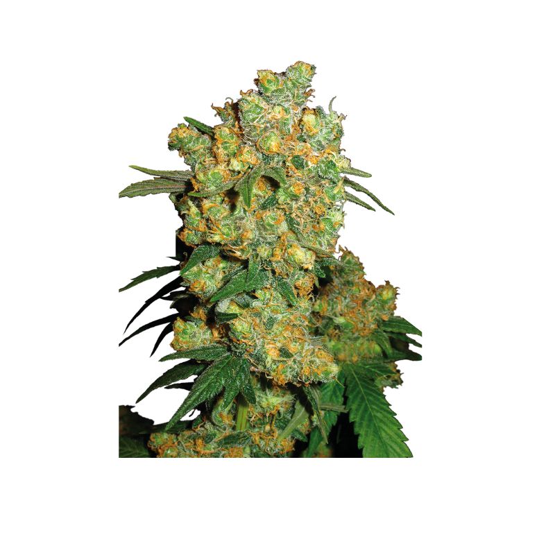 big bud semillas feminizadas