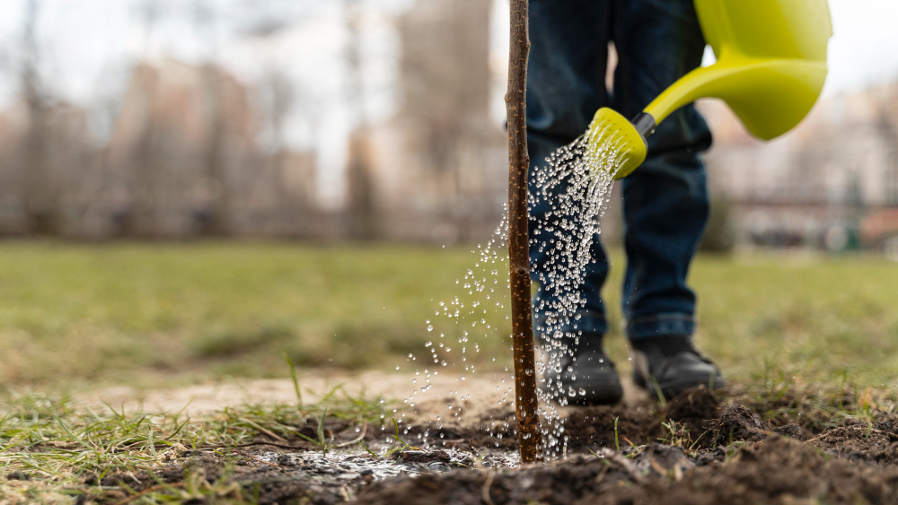 Fertiliza tu jardín con los mejores productos para un crecimiento sano